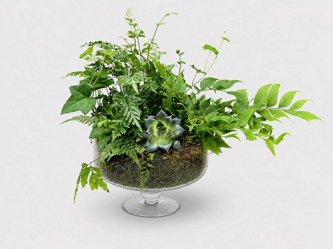 Aranjament floral in fructiera cu suculente si plante verzi