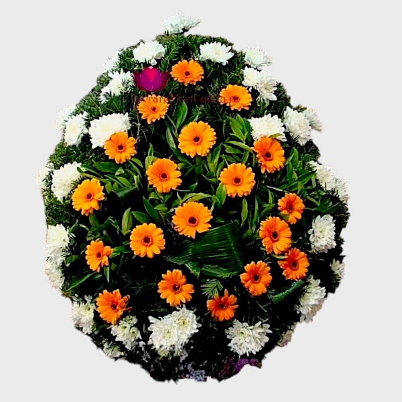 Coroana funerara cu crizanteme si mini gerbera