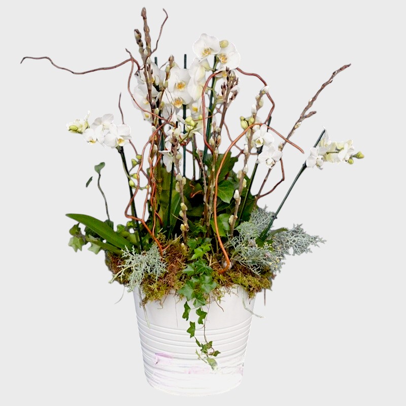 Eleganta alba