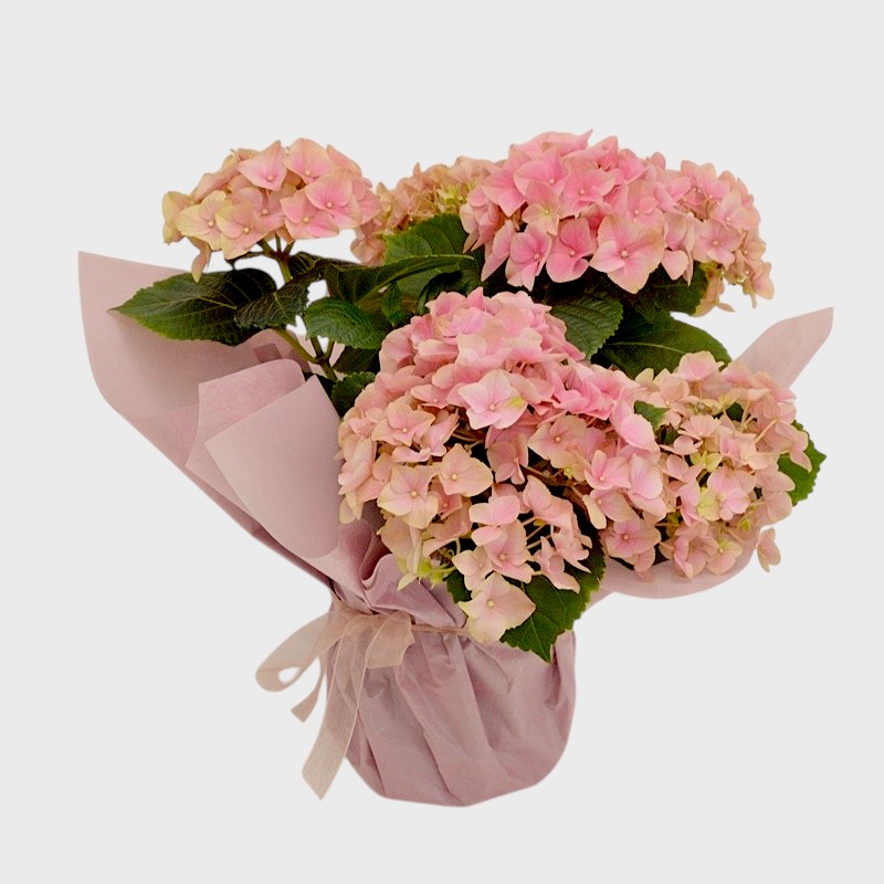 Hortensie la ghiveci