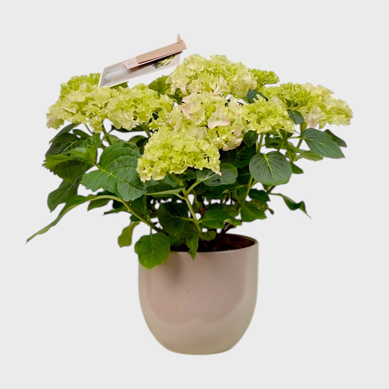 Hortensie la ghiveci mare