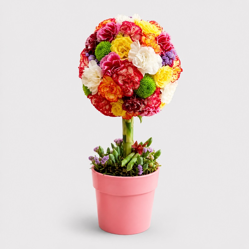 Pomisor Multicolor