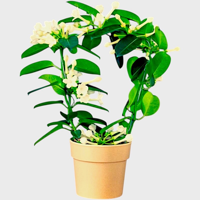 Iasomie de Madagascar- Stephanotis floribunda